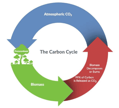 carbon cycle