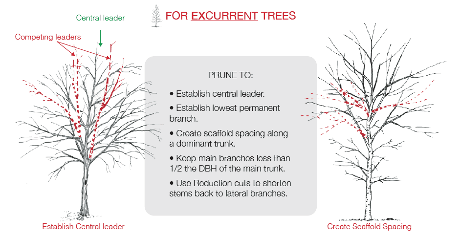 Proper Pruning Techniques For Your Trees | A Plus Tree