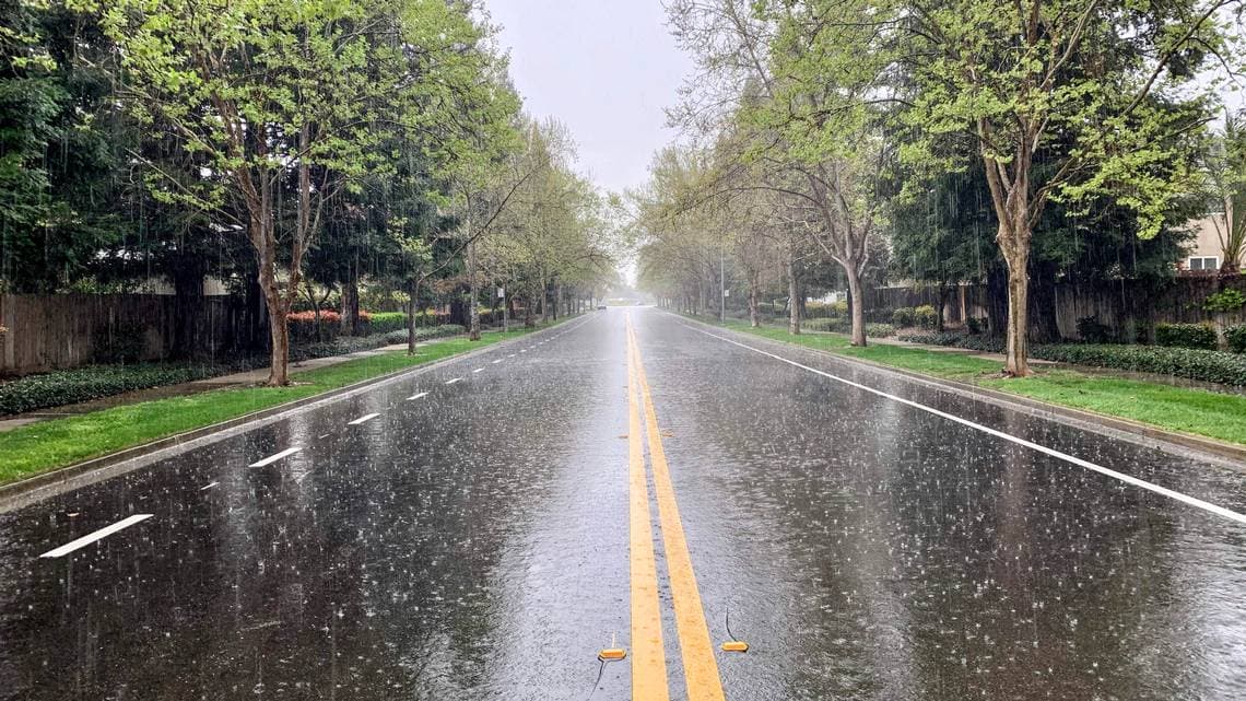 rain_trees_street