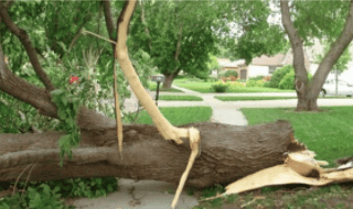 tree_failure