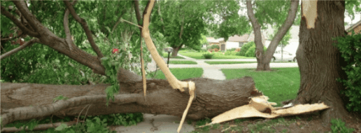 tree_failure