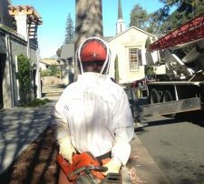 Chris-in-bee-suit-tree-work