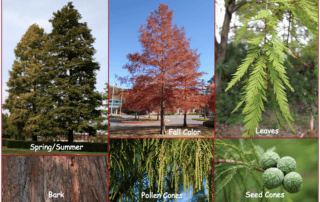 taxodium_distichum
