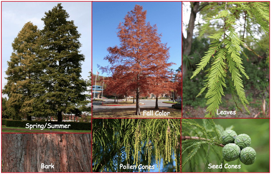 taxodium_distichum