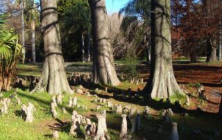 bald_cypress_knees
