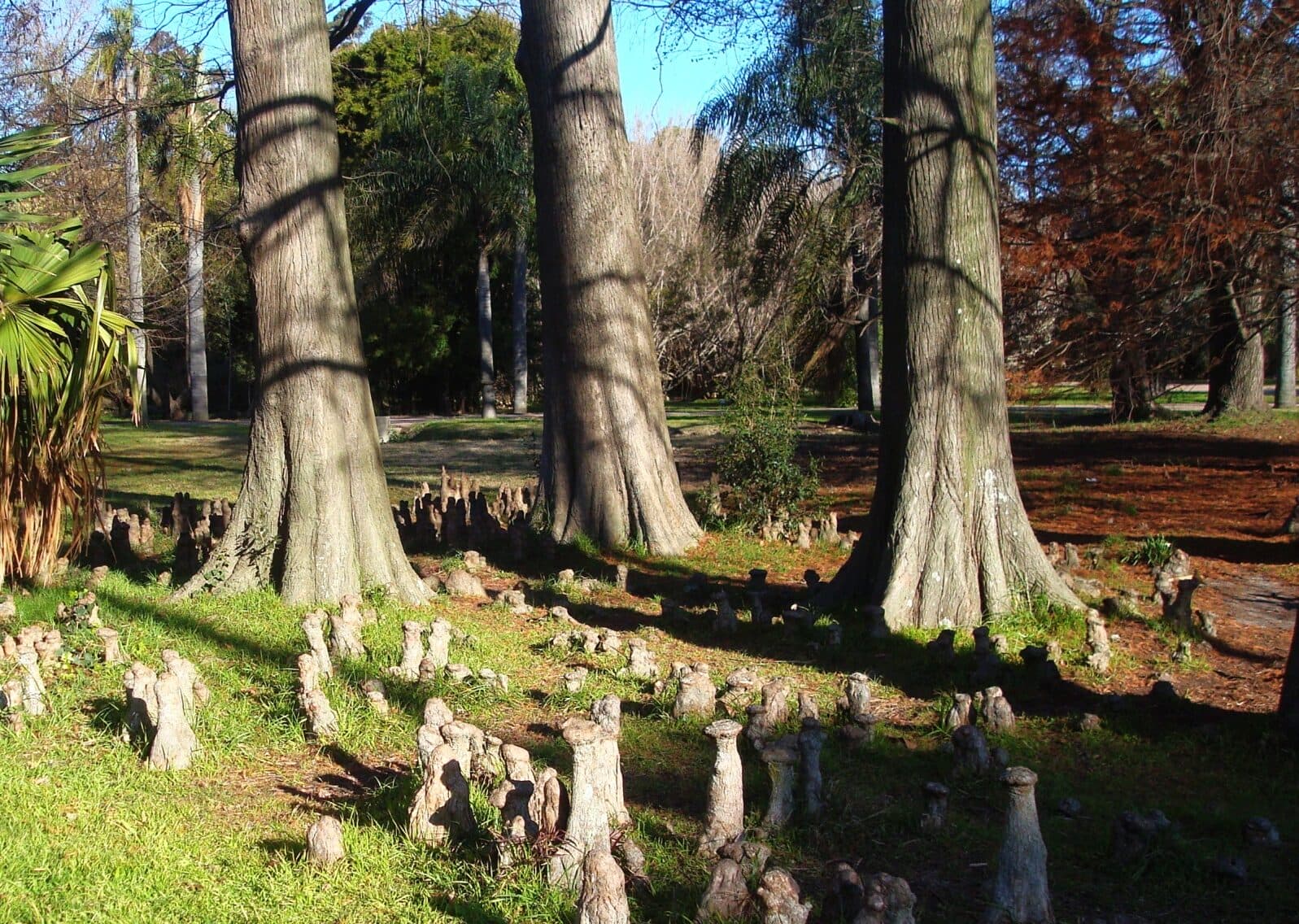 bald_cypress_knees