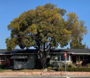 tree between houses