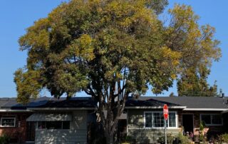 tree between houses