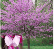 redbud_flower-224x300