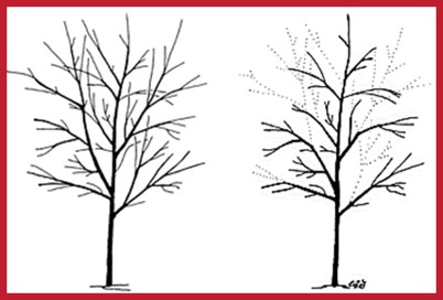 tree_pruning