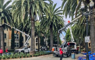 a_plus_palm_pruning