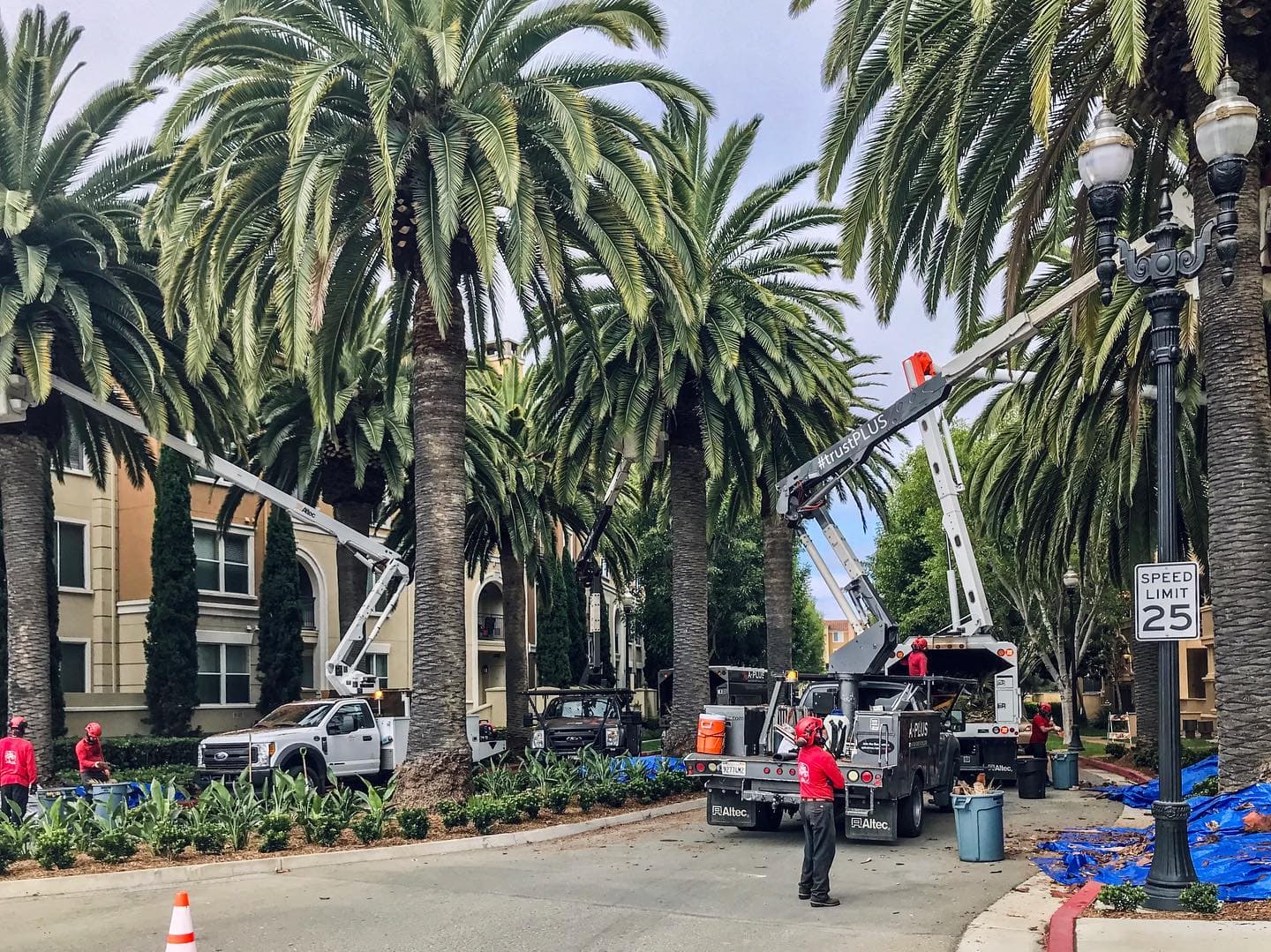 a_plus_palm_pruning