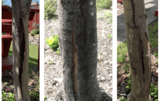 bark_cracks