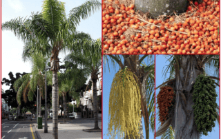 queen_palm