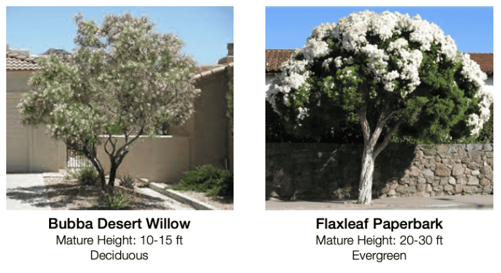 drought_tolerant_trees_1