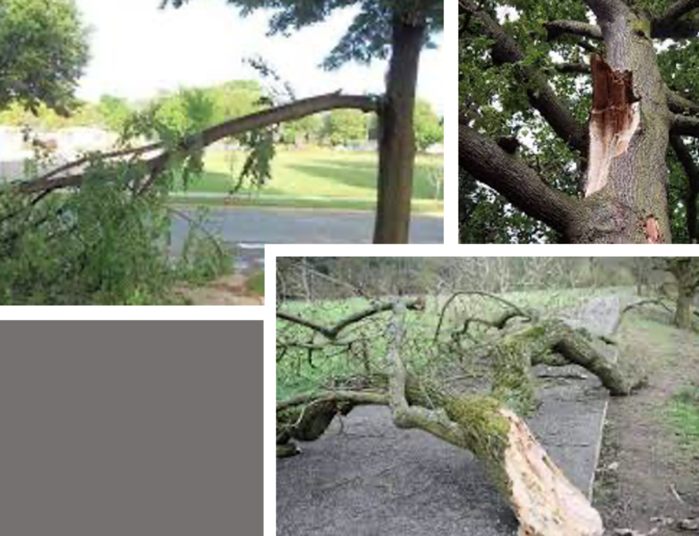 Why Does My Tree Have Bark Cracks? And What Should I Do? A Plus Tree