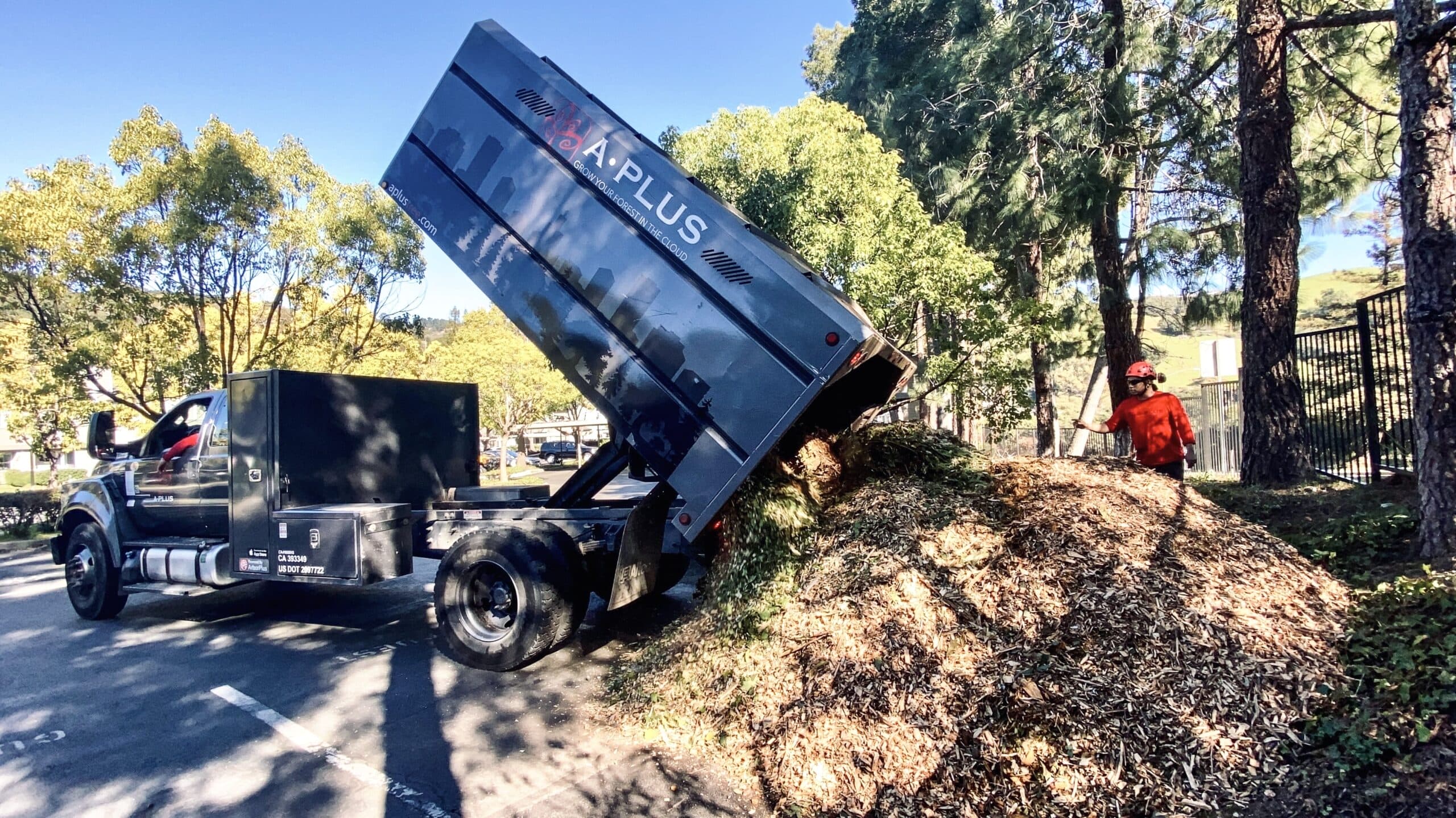 Pine Needle Mulch- the Myths and Legends