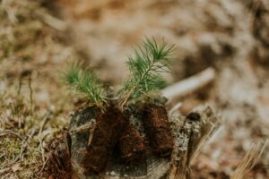 shrub_seedlings