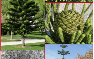 norfolk_island_pine