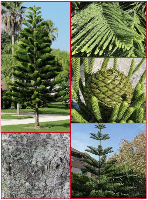 norfolk_island_pine