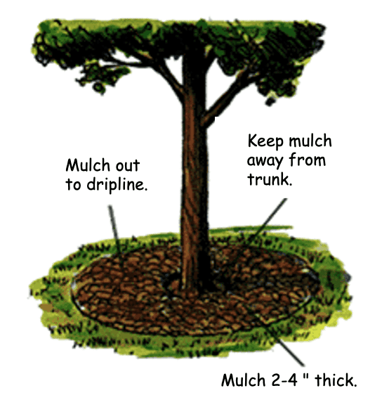 Pine Needle Mulch- the Myths and Legends