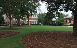 trees and mulch