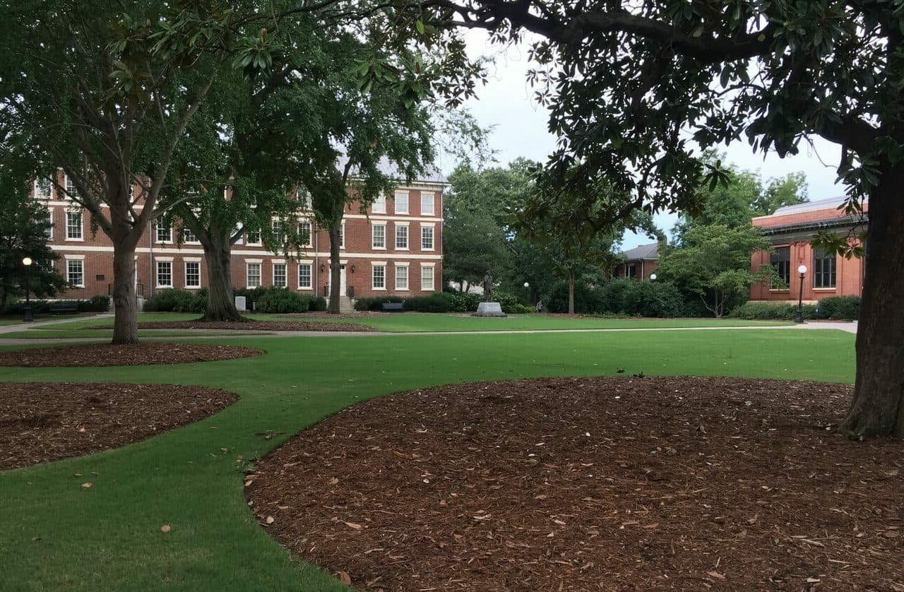 trees and mulch