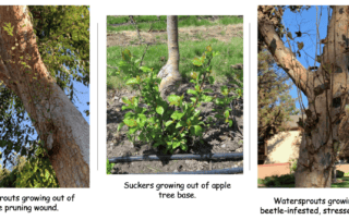 watersprouts_suckers_epicormic_shoots