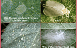 giant_whitefly
