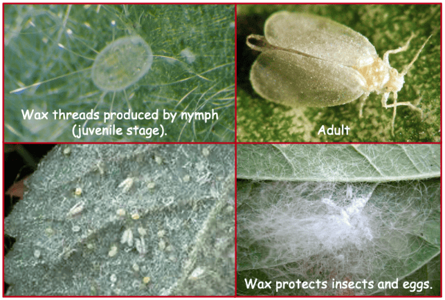 Pest Spotlight: Giant Whitefly - A Plus Tree