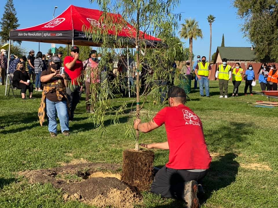 tree_planting