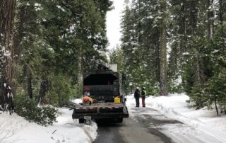 trees_snow