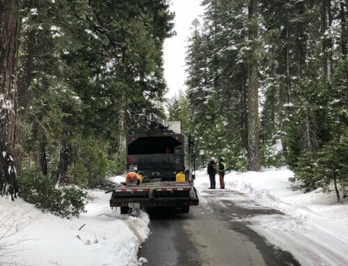 How Trees Survive Brutal Winters
