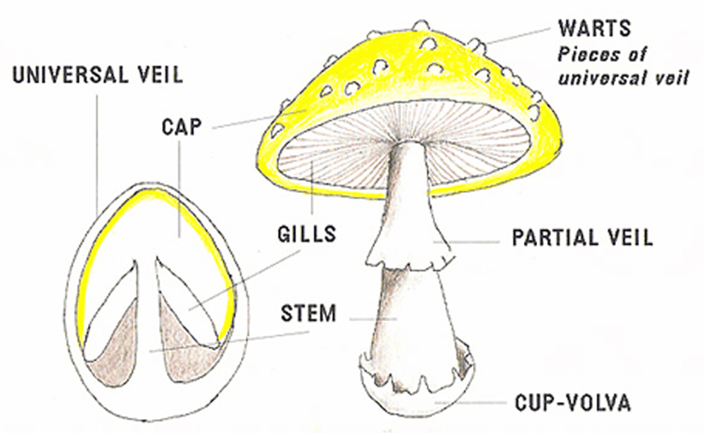 universal_veil