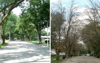 emerald_ash_borer_tree_decline