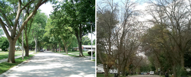 emerald_ash_borer_tree_decline
