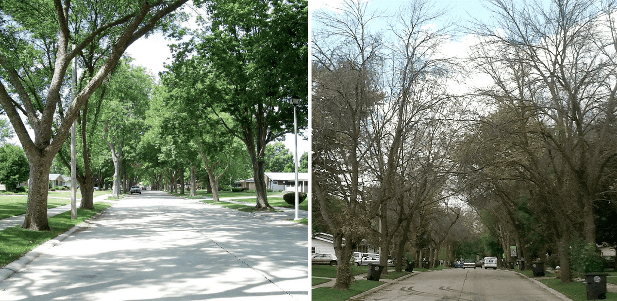 emerald_ash_borer_tree_decline