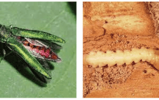 emerald_ash_borer_adult_larva