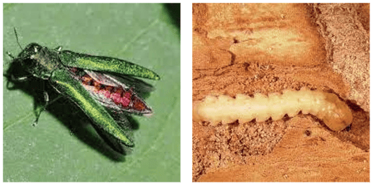 emerald_ash_borer_adult_larva