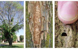 emerald_ash_borer_damage