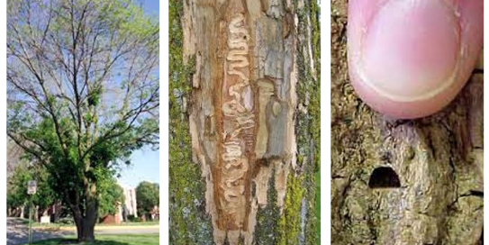 emerald_ash_borer_damage