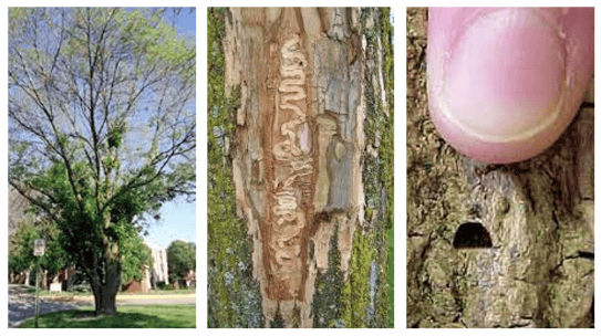 emerald_ash_borer_damage