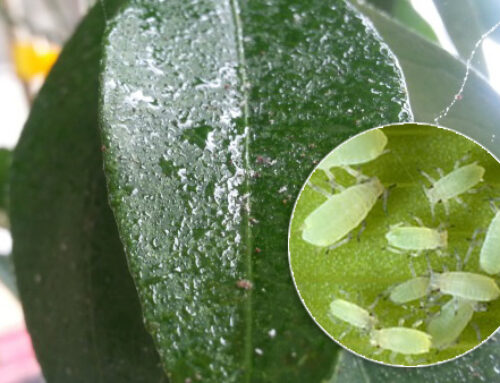 Spring Tree Pests and Diseases: Aphids, Scales, SOD, and More!