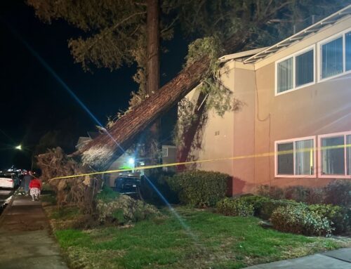 Lots of Rain = Falling Trees. What you can look out for before they fall!