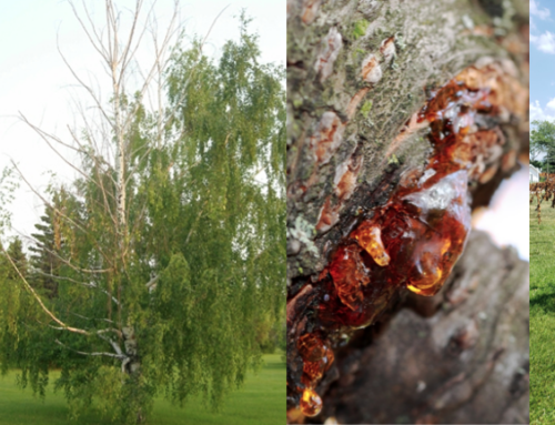 Bronze Birch Borer & Cherry Bark Tortrix – Beat These Boring Bugs!