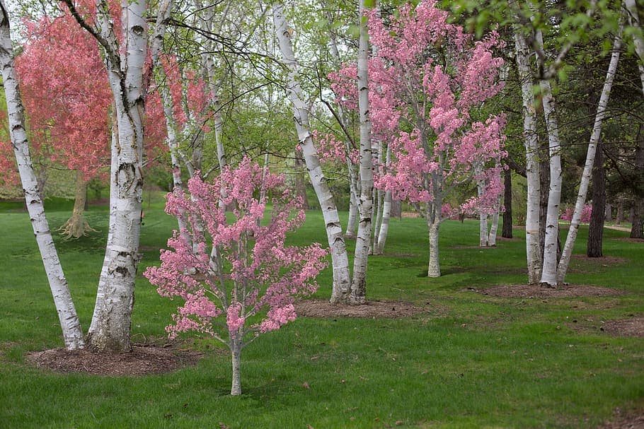 birch_pink_flowers