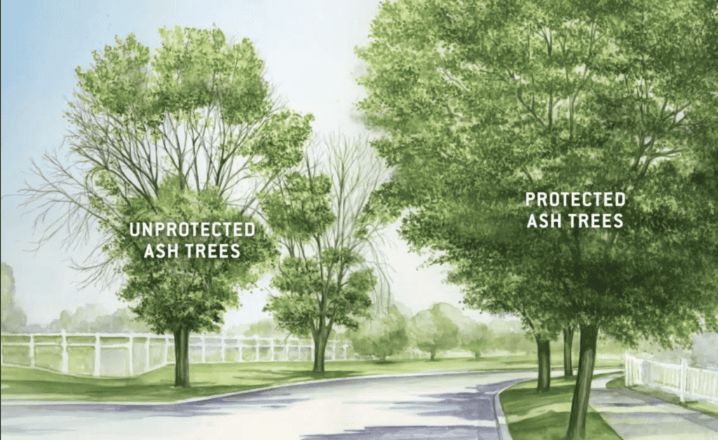 EAB-protected-vs-unprotected