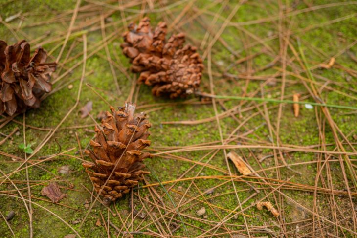 why is my evergreen turning brown