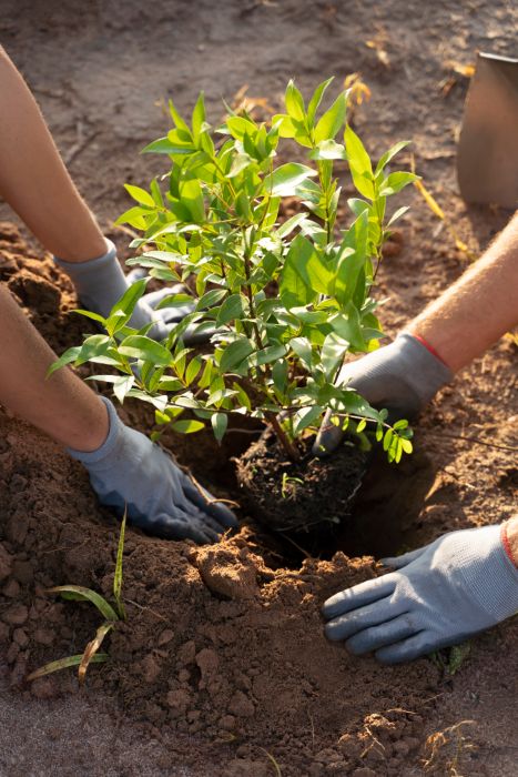 how deep to plant a tree