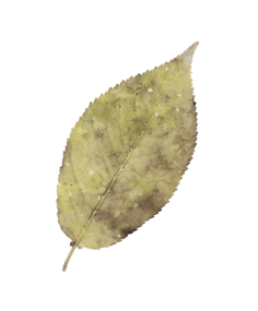 leaf